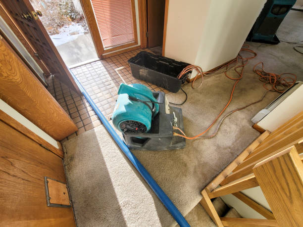 Best Professional water damage repair  in Ouray, CO